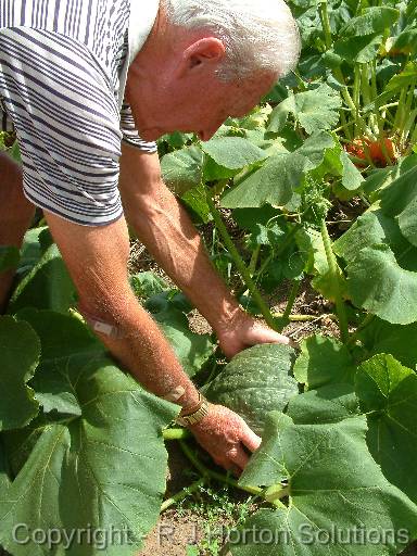 Picking Squash 